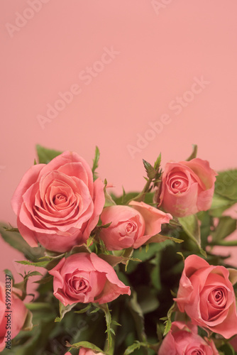 Pink rose bouquet on a pink background. macro view. card. place for text