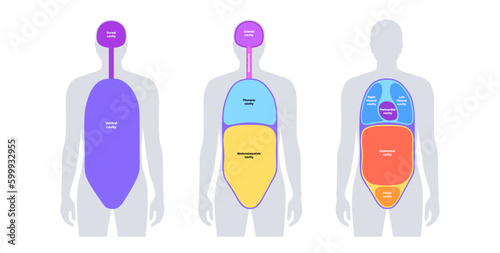 Body cavities poster