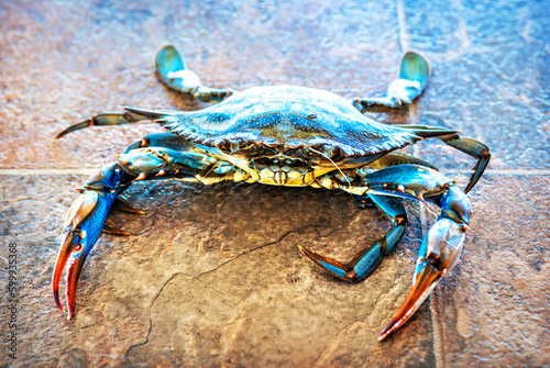 Blue crab, Dalyan river, Mediterranean sea, Marmaris, Türkiye photo