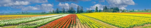 A panorama image of tulip fields near Woodburn, Oregon #599936994