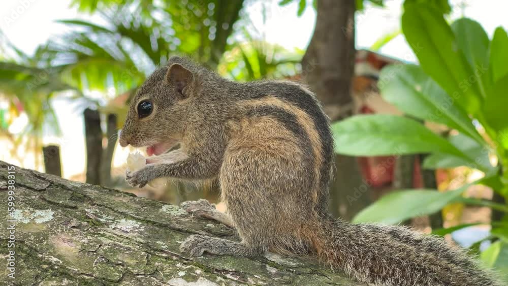 Grey Squirrel eating a nut in the jungles, Sri-Lanka Grey Squirrel eating a nut in the jungles, Sri-Lanka