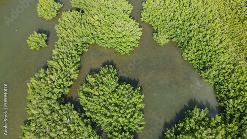 An Aerial Drone Photo of Florida Wetlands and coastal mangroves Tampa, Florida photo