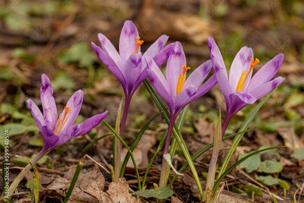 Purple beautiful blooming crocuses in spring against the background of grass Purple beautiful blooming crocuses in spring against the background of grass