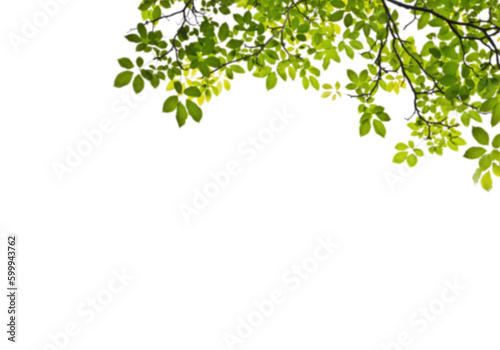 natural botany green leaves frame on white background 