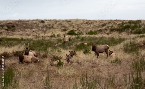 Gearhardt, Oregon, USA - 11/07/2022:  Roosevelt Elk herd residing along the Oregon coast in Gearhart Beach, Oregon. © bullsiphoto