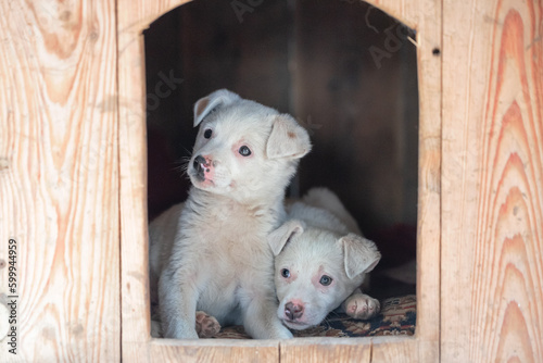 Εκτύπωση καμβά two mongrel puppies of white color inside a wooden doghouse