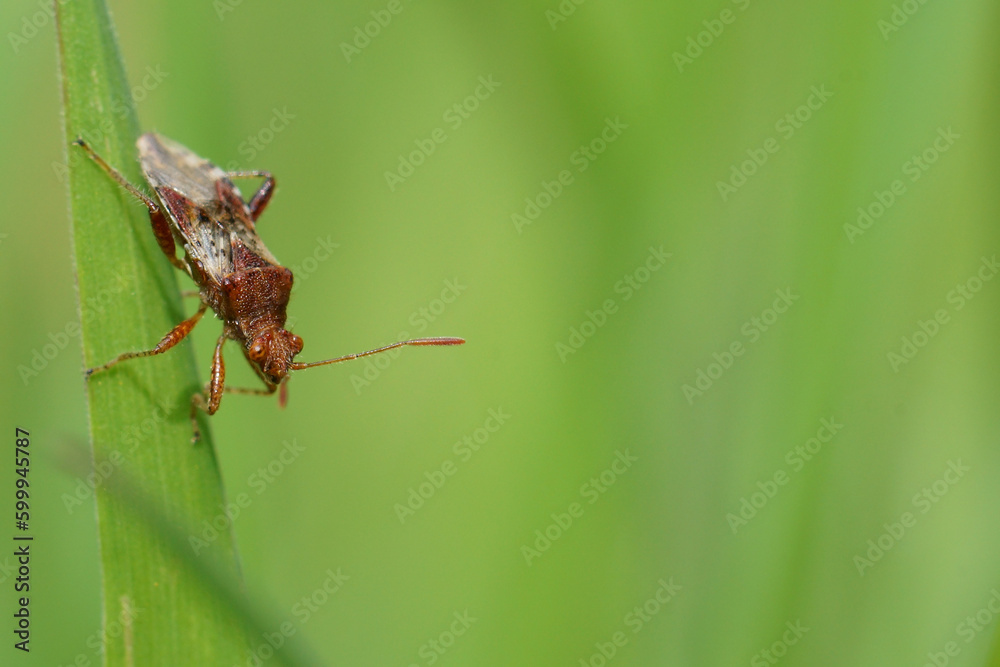 Closeup on a small red Rhopalid scentless plant bug, Rhopalus subrufus on a green blade of grass Closeup on a small red Rhopalid scentless plant bug, Rhopalus subrufus on a green blade of grass