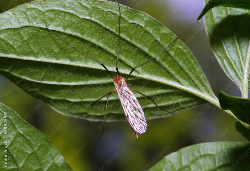 Obraz premium sygaczówka trzykropka