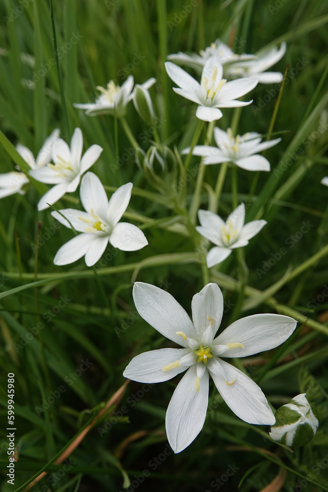 Vertical close-up on the bright white flowers of the garden star-of-Bethlehem grass-lily, Ornithogalum umbellatum Vertical close-up on the bright white flowers of the garden star-of-Bethlehem grass-lily, Ornithogalum umbellatum