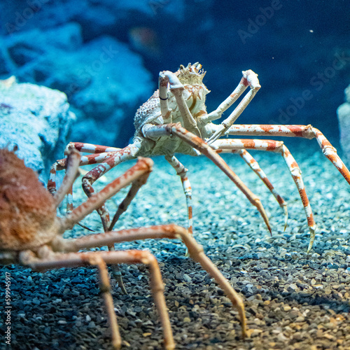 Принти на полотні Japanese Spider Crabs Greeting Eachother