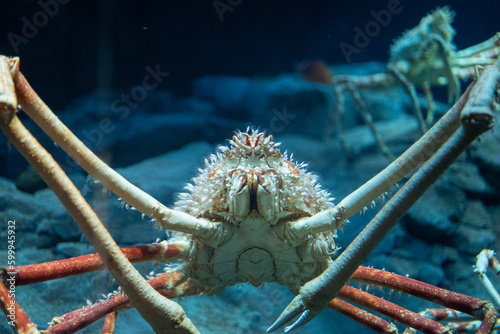 Japanese Spider Crab Approaching