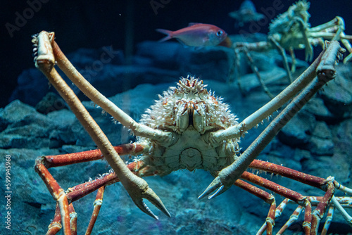 Konstfotografi Japanese Spider Crab Standing Tall