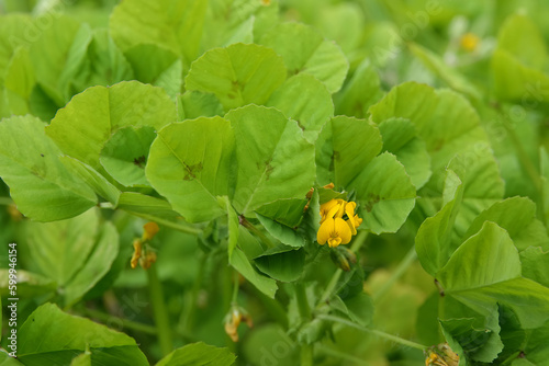 Close-up on the small red flower of the spotted burclover or medick clover, Medicago arabica photo