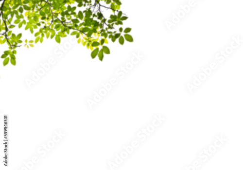 natural leaves branches isolated on white