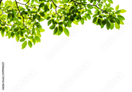 green leaves branches isolated on white background png 