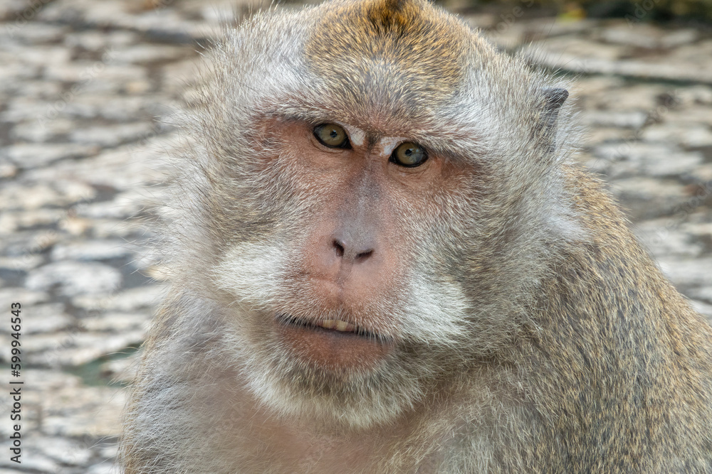 Crab-eating macaque (Macaca fascicularis), Uluwatu Temple, a Balinese Hindu sea temple (Pura Segara), South Kuta, Badung, Southern Bali, Indonesia Crab-eating macaque (Macaca fascicularis), Uluwatu Temple, a Balinese Hindu sea temple (Pura Segara), South Kuta, Badung, Southern Bali, Indonesia