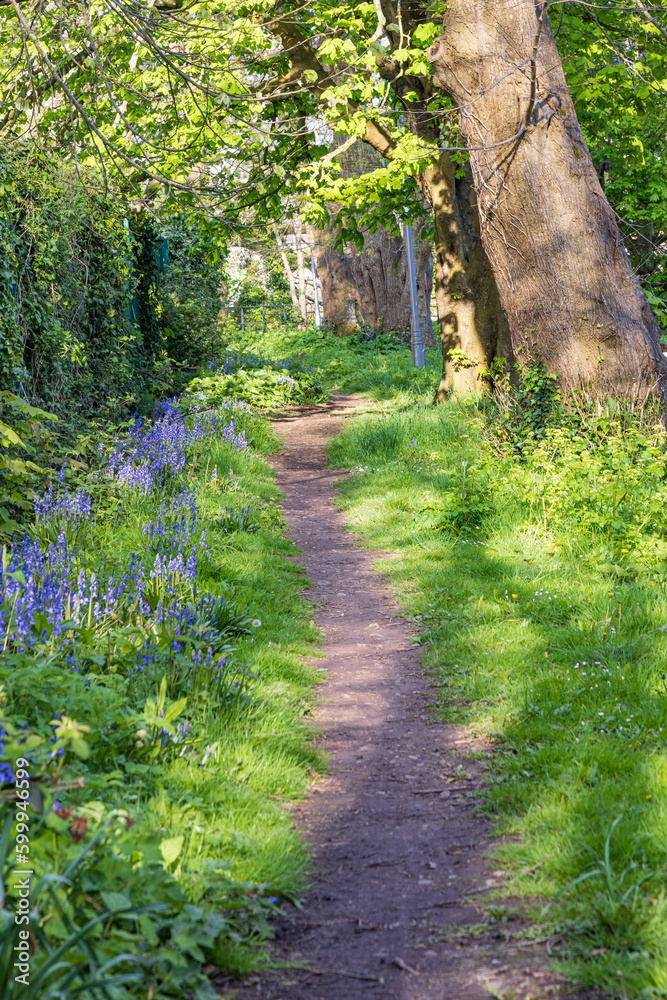 Walking trail with blooming wild hyacint or bluebells along river Lee in Cork Munster province in Ireland Europe Walking trail with blooming wild hyacint or bluebells along river Lee in Cork Munster province in Ireland Europe