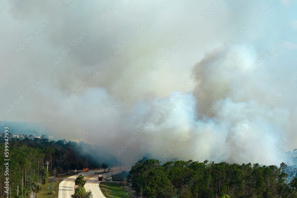 Aerial view of fire department firetrucks extinguishing wildfire burning severely in Florida jungle woods. Emergency service firemen trying to put down flames in forest