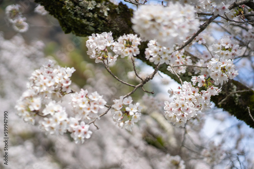 Close Up Cherry Blossom Sakura Season