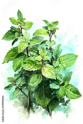 Bunch of mint, watercolor, white background, ai