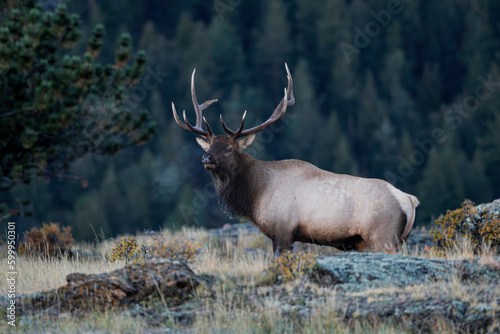 Elk in the early morning 