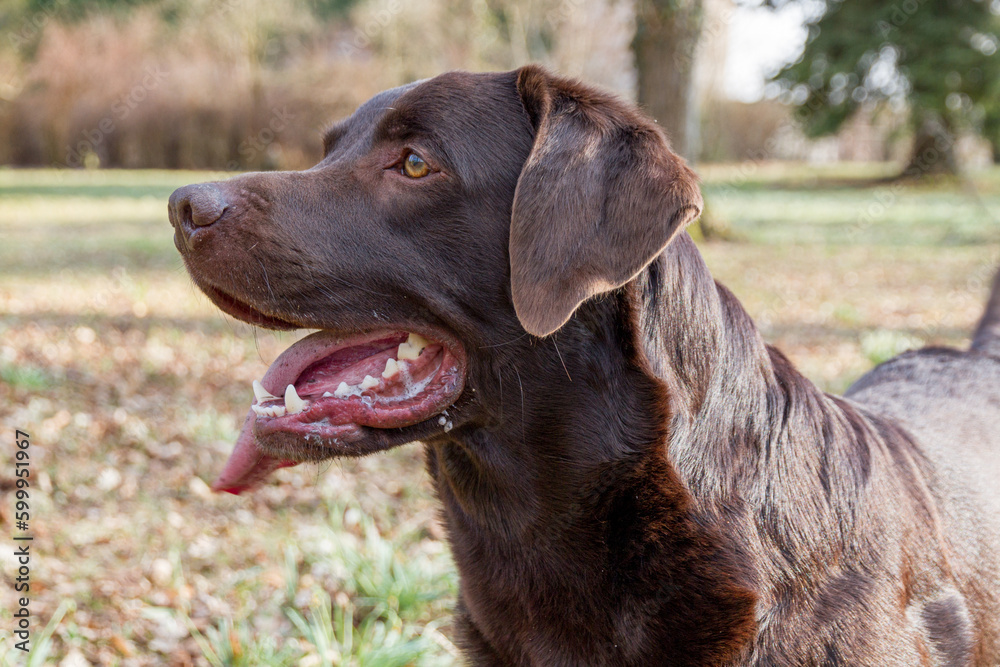 labrador stands upside down, panting expectantly outdoors, waiting for commands