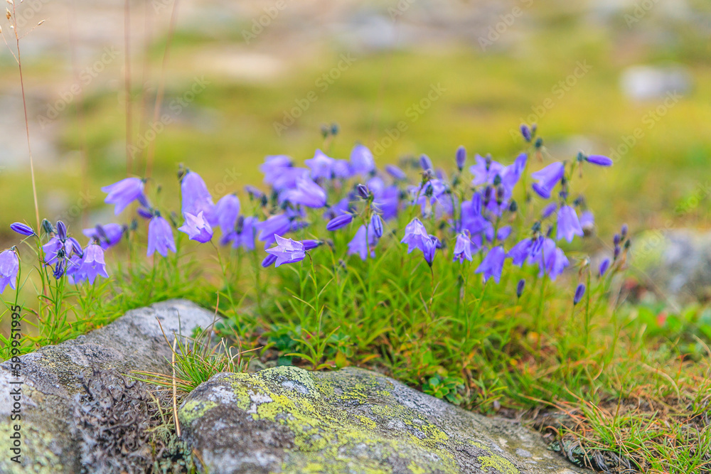 Obraz premium A cluster of purple earleaf bellflower flowers (Campanula cochleariifolia) on the slopes of Babia Góra in Beskid Żywiecki (Poland).