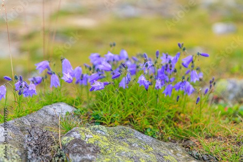 A cluster of purple earleaf bellflower flowers (Campanula cochleariifolia) on the slopes of Babia Góra in Beskid Żywiecki (Poland).