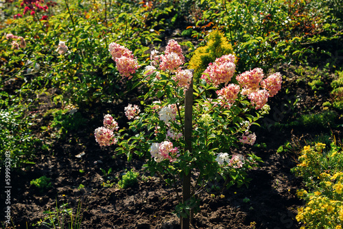 Beautiful blooming hydrangea paniculata or Limelight bush with bright pink flowers and green leaves, growing in a summer garden