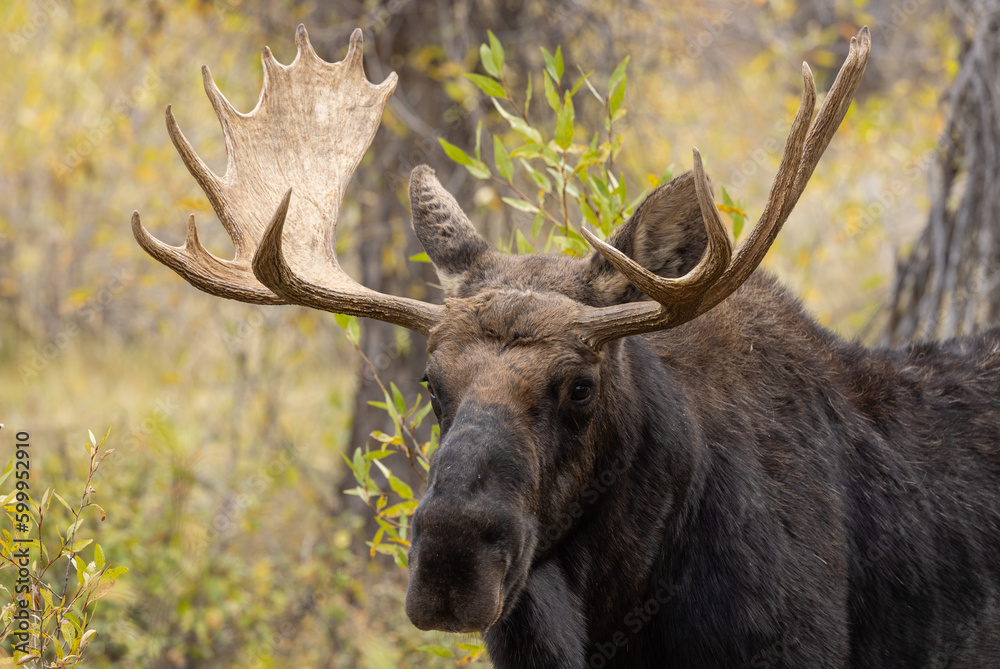 Bull Shiras Moose During the Rut in Autumn in Grand Teton National Park Wyoming Bull Shiras Moose During the Rut in Autumn in Grand Teton National Park Wyoming