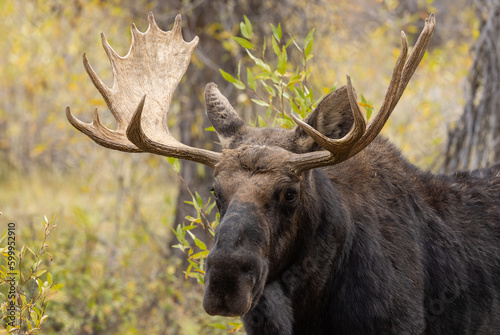 Bull Shiras Moose During the Rut in Autumn in Grand Teton National Park Wyoming
