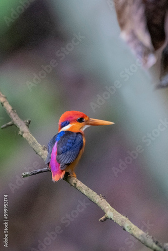 oriental dwarf kingfisher from rajkandi reserve forest sylhet Bangladesh