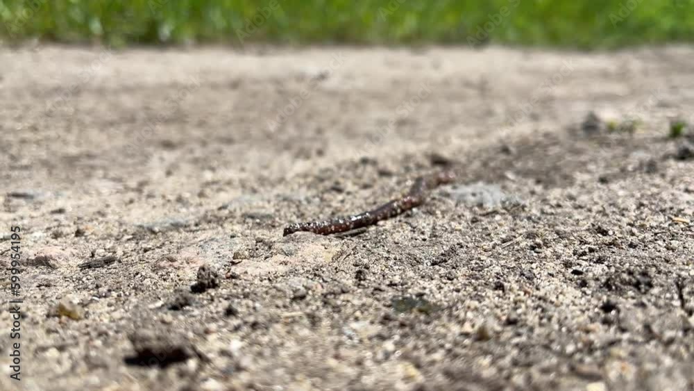 An earthworm crawls along dirt road, great heat and sun affect the movement of worm An earthworm crawls along dirt road, great heat and sun affect the movement of worm