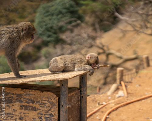 Japanese Macaque Looking Over The Edge