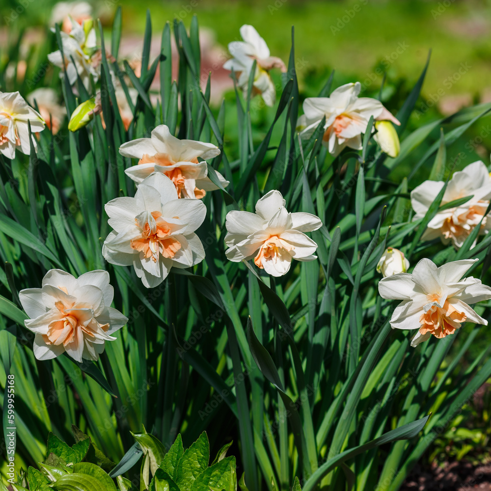 Narcissus (daffodils) bloom in spring garden. Bulbous plants in the garden Narcissus (daffodils) bloom in spring garden. Bulbous plants in the garden