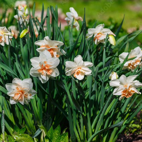 Narcissus (daffodils) bloom in spring garden. Bulbous plants in the garden