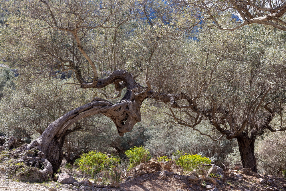 Obraz premium Uralte Olivenbaumbrücke