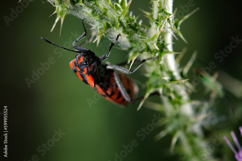 Foto seed bug
