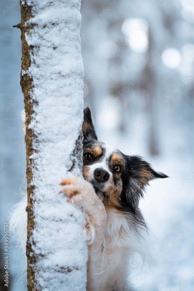 Adorable border collie dog hugging a tree