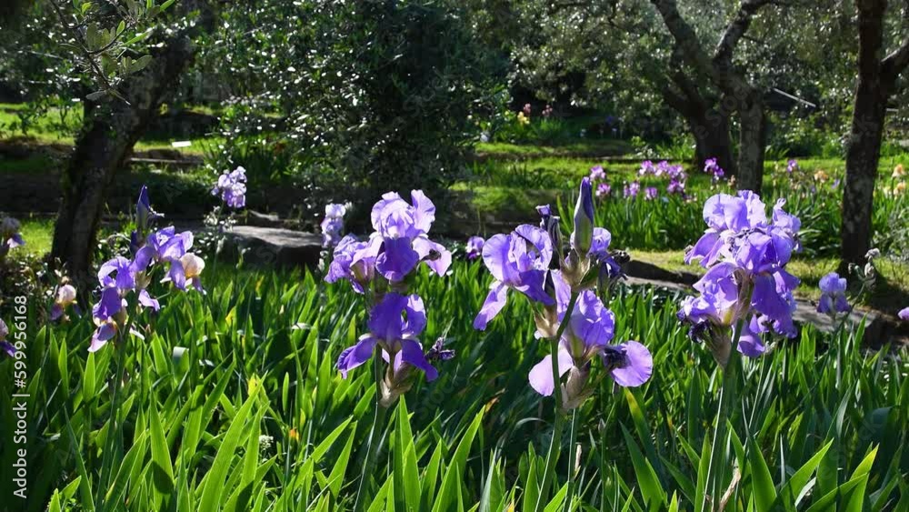 Beautiful blooming purple irises blowing in the wind in a garden with olive trees in Florence. Italy Beautiful blooming purple irises blowing in the wind in a garden with olive trees in Florence. Italy