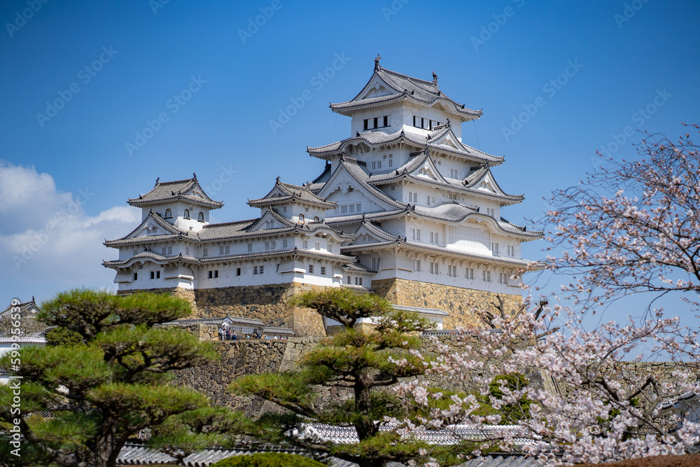Himeji Castle Wide Shot During Spring Sakura Season Himeji Castle Wide Shot During Spring Sakura Season