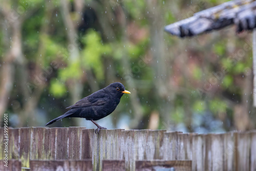blackbird on a fence soaked in rain