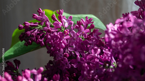 Purple lilac close-up. Pink lilac. Lilac flowers in sunlight