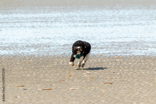 Dog happily hops on the beach