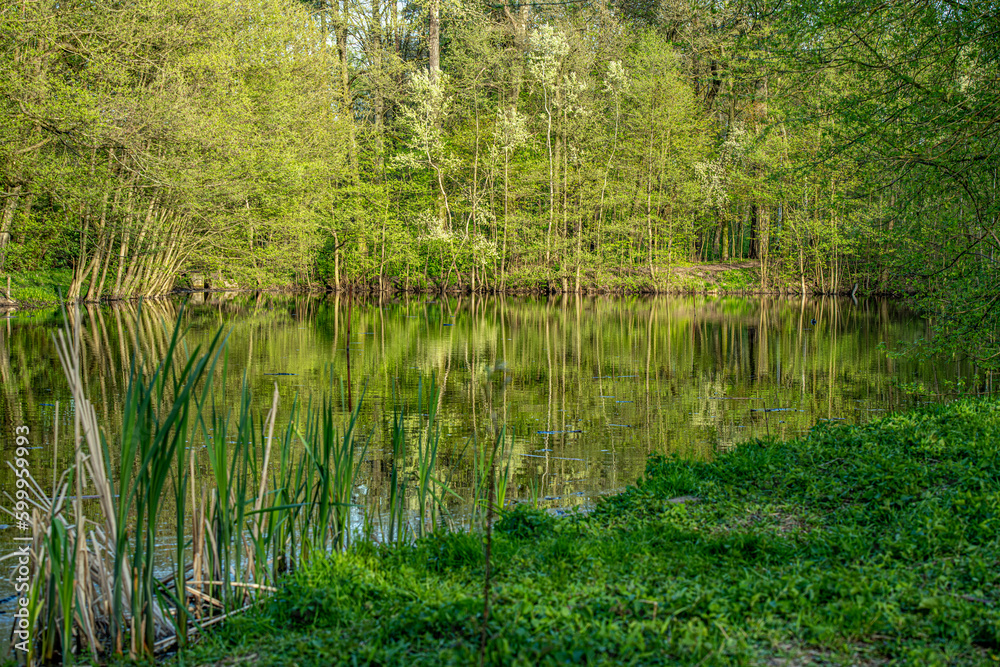 woda, jezior, charakter, drzew, krajobraz, bory, sadzawka, zieleń, rzeka, jary, drzew, niebo, park, gras, bagno, blękit, lato, jesienią, naturalny, luster, okolica, odsłon, scena, krajobraz