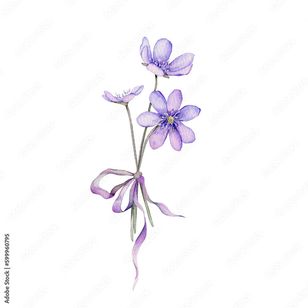 Watercolor spring flowers isolated on white background. Scilla. Coppice, hepatica - first spring flowers. Illustration of delicate lilac flowers. Primroses, the anemones. forest flowers liverwort