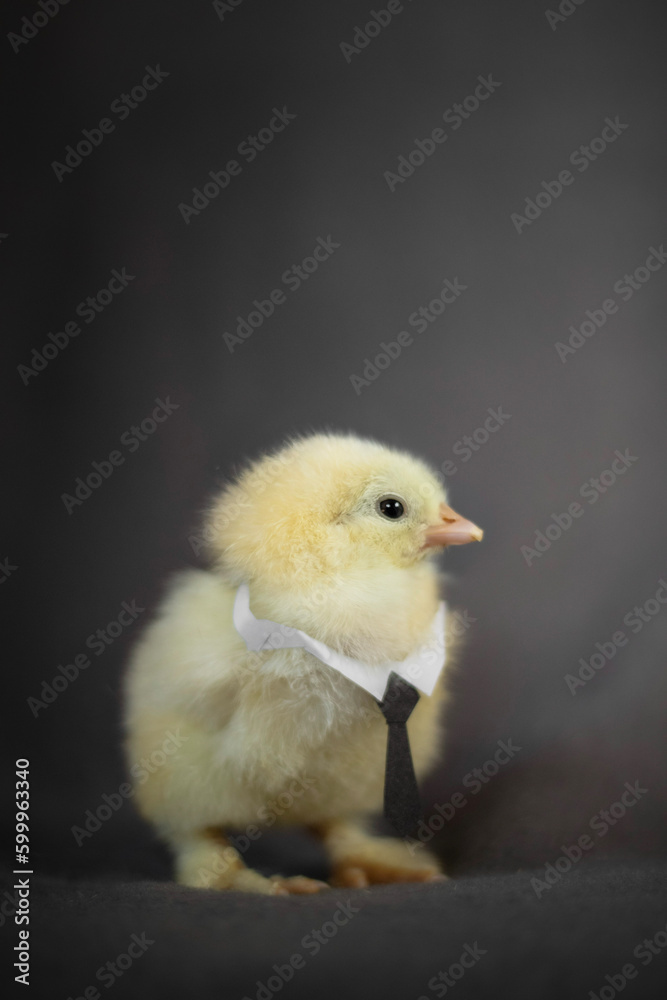 Adorable chick on a black background