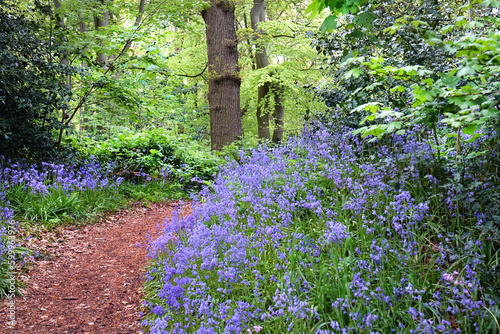 Spring with pink bluebells in park Sorghvliet photo