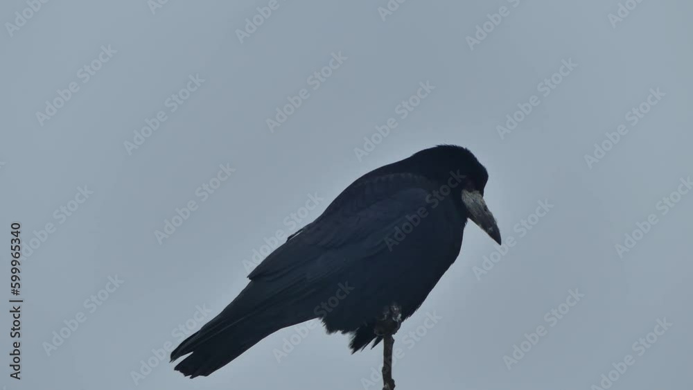 Bird Rook, Corvus frugilegus on the top of tree branch against cloudy sky with falling snow on frosty and windy weather
