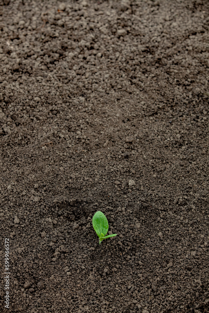 Green sprout in the soil. Medium shot.